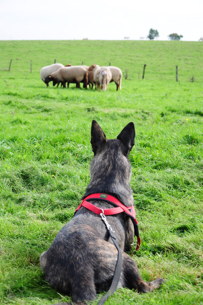 rustig kijken als de schapen eten.. (en de schapen moeten nog leren dat ze rustig door kunnen eten als Bobbie erbij is)