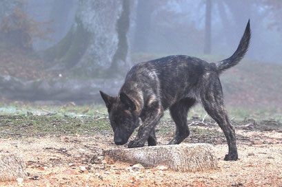 12 weken bij etang du merle