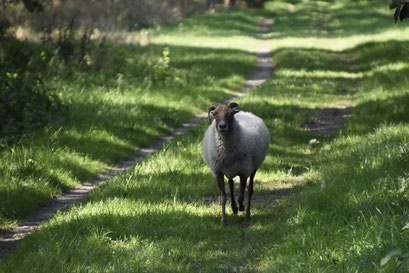 Drentse Schaap, Ruinen