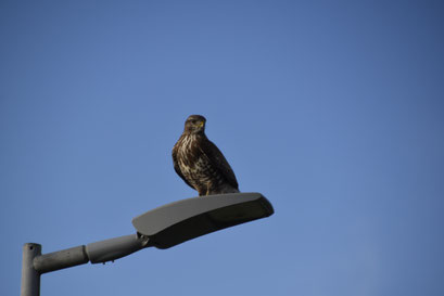 Havik, 2 maart 2020 Schiphol