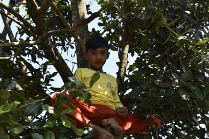 Jongen in de boom, theeplantage Malabar. Java,  Indonesië (2019)