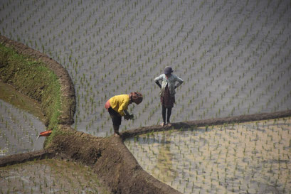 Plantagewerkers, rijstvelden, Java, Indonesië (2019) 