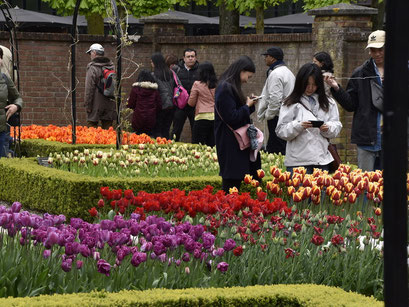 mooie bloemen, Keukenhof