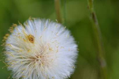 Kleine hoefblad - Tussilago farfara