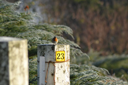 Roodborstje bij Schokland