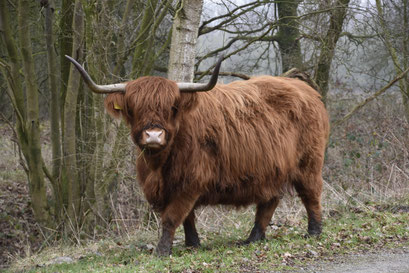 Schotse Hooglander, Aekingerzand