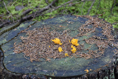 Kleverig koraalzwammetje (Calocera viscosa), Hijkerveld