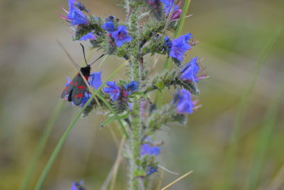 Slangenkruid (Echium vulgare) met sint-jansvlinder (Zygaena filipendulae), Holy Island, Engeland