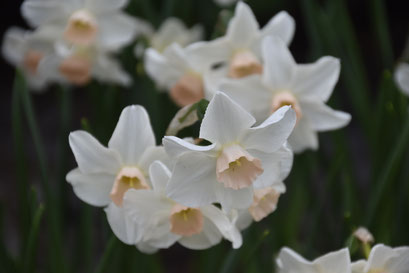 Keukenhof 2018
