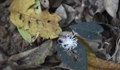Flatid Planthopper (Flatidae), national park Thailands Khao Yai. 2024