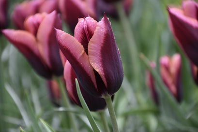 Keukenhof, 2018