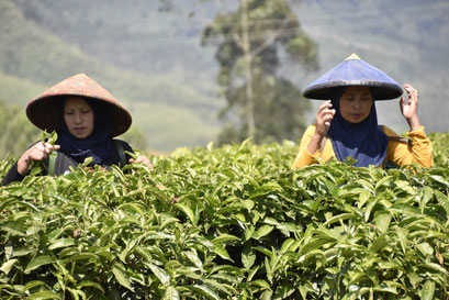 Theepluksters, theeplantage Malabar, Java, Indonesië (2019)