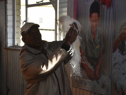  gids by die volstruisplaas, Oudtshoorn, Zuid Afrika (2018)