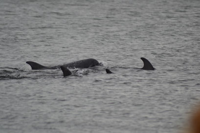Chanonry Point, Schotland 2016