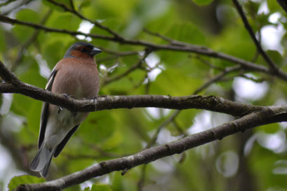 pestvogel (Bombycilla garrulus), Nationaal Park Wiede Weerribben