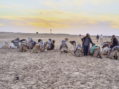 Hier kan je kameel rijden in de Sahara, Tunesië