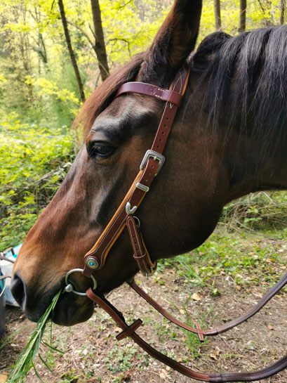 FILET CUIR CHEVAL RANDONNEE EQUESTRE