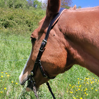 HORSETACK FILET EQUITATION CHEVAL CUIR