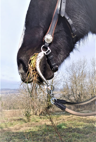 BRIDON FILET CHEVAL RANDONNEE CUIR