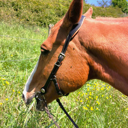 FILET EQUITATION CHEVAL FRANCE CUIR