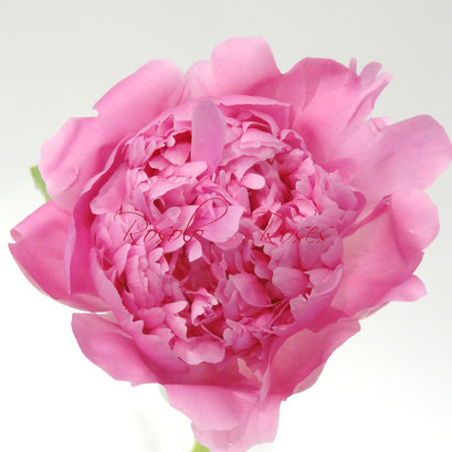 peony