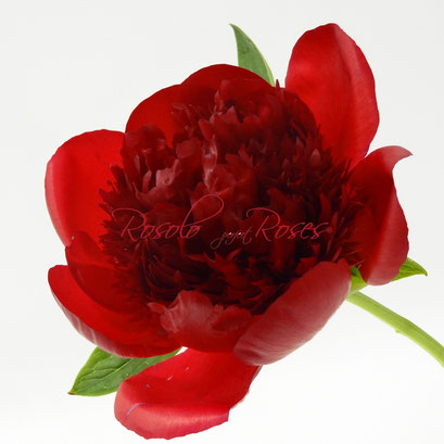 PEONIES