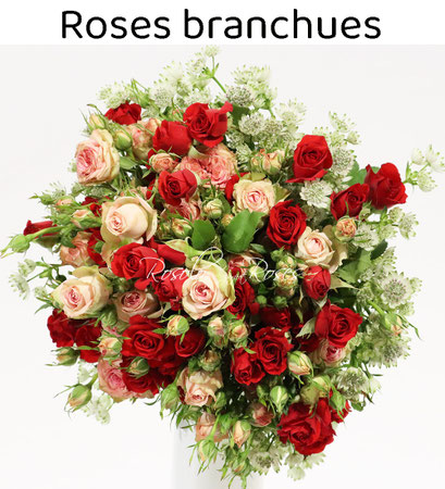 Roses polyantha