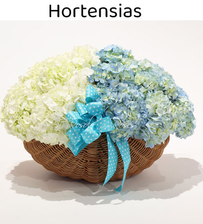 Hortensias