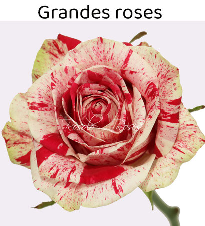 Roses