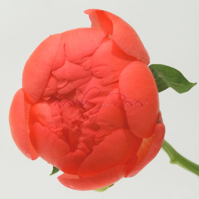 pivoines