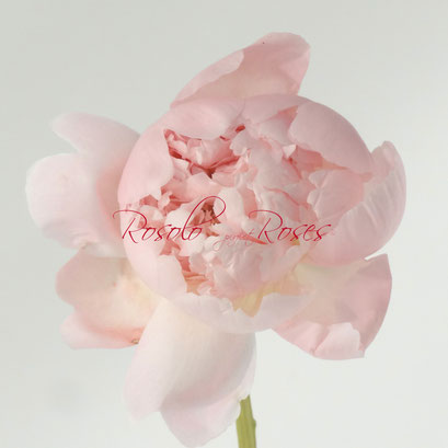 Pivoine