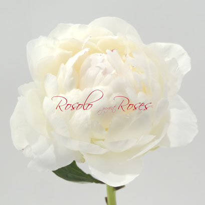 PIVOINE