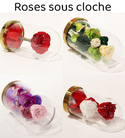 Roses sous cloche