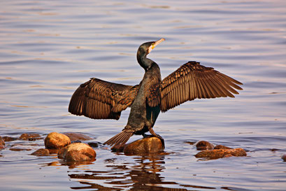 Kormoran an der Außenalster