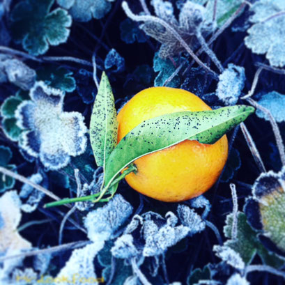 Sunshine in wintertime