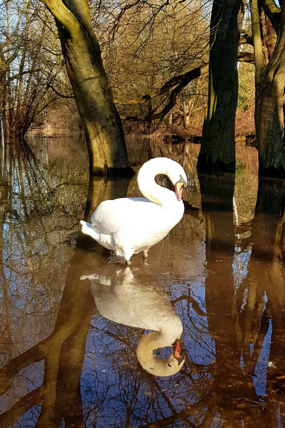 animals, swan, reflection, forest park, Mannheim, Germany