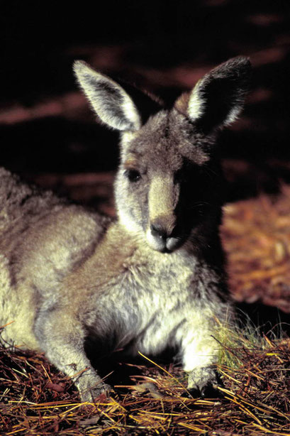 animals, kangaroo, curious, Great Ocean Road, Australia