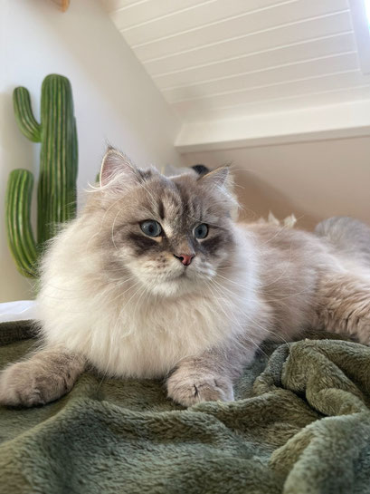 Yuki