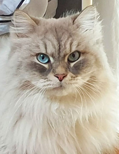 Nayati vie à Bordeaux chat Sibérien 