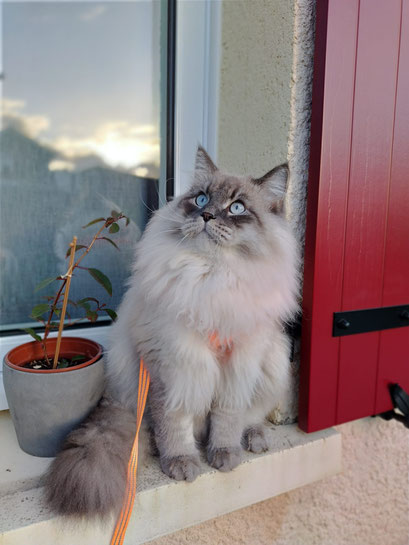 Chat Sibérien Bordeaux Zéphyr DDM