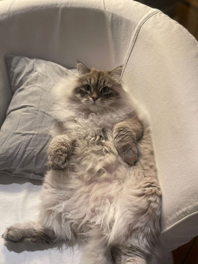 YUKI DDM chat sibérien Besançon 