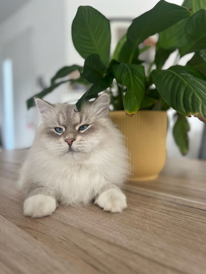 TAO Ddm chat sibérien Gironde