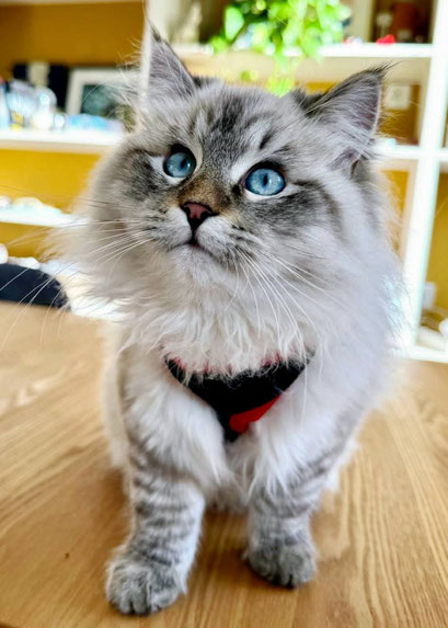 Wilson DDM chat sibérien Paris