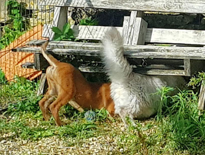 Obskur et Redbull Siberien et malinois