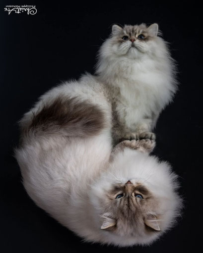 OBSKUR DDM chat sibérien bleu