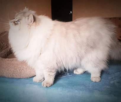 Obskur chat Sibérien Nouvelle Aquitaine