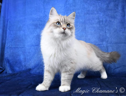 Phéerie chat Sibérien Montauban