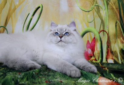 Ylan du Domaine de Malou