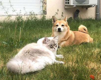 Pandor chat Sibérien et chien