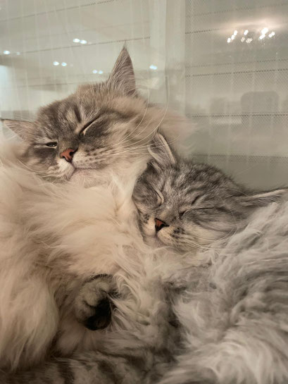 Yuumi et Willow DDM chat sibérien Paris